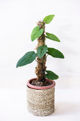 Anthurium clidemioides